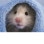 Team Hamster#offical