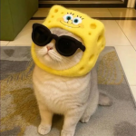 Sponge UGC