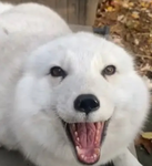 Fox luvers <3