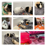 guinea piggies 4 ever