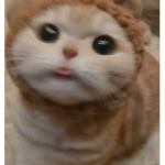 CHATTY CATTY!