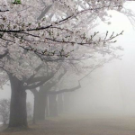 melanchoIic