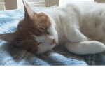 Cat Club Today