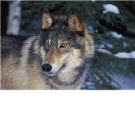 The Killer Pack