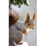 cult of squirrels