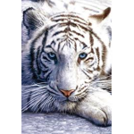 white tiger fan club