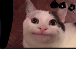 Da Beluga Cat Army