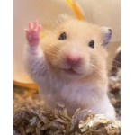 •Hamster’s Group made by isa•