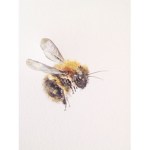 ~abby's bee's~