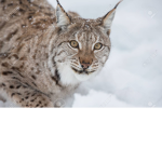 LYNX_GAMERS