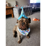 Happy birthday Dexter