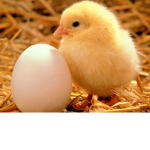 -CHICKENS DUDE-