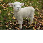 baby lamb