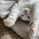 動物好きが集まるグループ