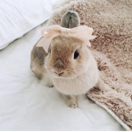 blush bunnyyy