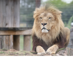 Larry_THE_lion