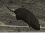 rats should be protected!