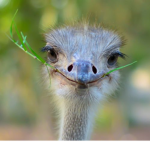 Ostrich Gang