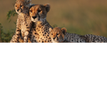 Safari Explorers