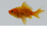 G . U (Goldfish United)