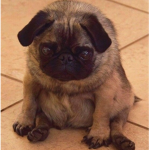 SavageKawaiiPugs♥️