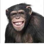 It’s all the monkeys in here