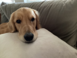 My dog auggies group