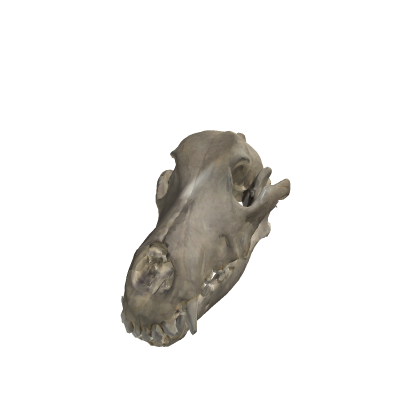 Dog Skull