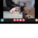 The best friends of doge!!!!