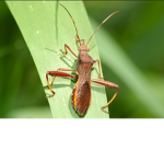 BugBug1257