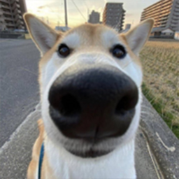 Silly Dog Obby!