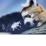 Red pandas are adorable