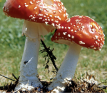 Cocos mushroom group