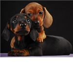 Dogey Dogs