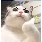 The THICK CAT group
