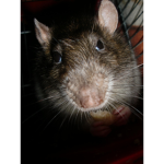Rat cult number one
