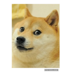 Doge cool clan