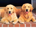 Melikedogs
