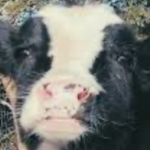 Cow cult Official group
