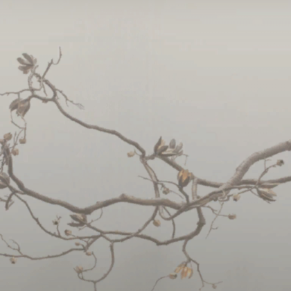 foggy autumn fall empty branch