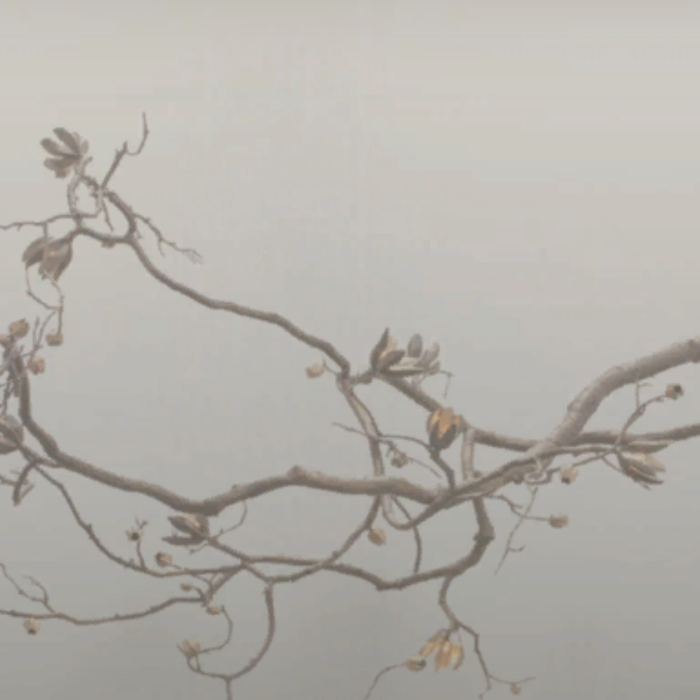 foggy autumn fall empty branch