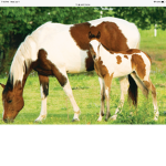 the reel horse loves