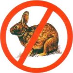 °'Bunny Group'°