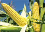 CORN TEAM!! >:7