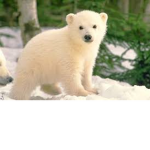 ---{Animal-Army}---