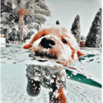 ᴋʀʏsᴛᴀʟs