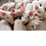 The Squad Of Pigs
