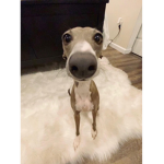 ILYMORGXO