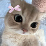 KAWAII GIRLES