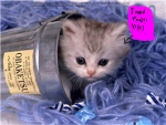 Kitten Lovers club By ♥~Ƹ̵̡Ӝ̵̨̄Ʒ~♥ Production Corp